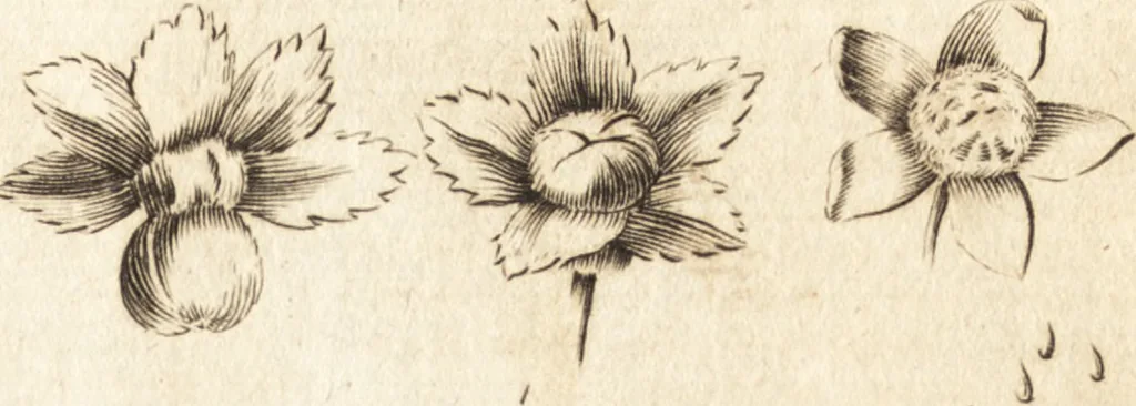 An illustration from A new and complete dictionary of arts and sciences : comprehending all the branches of useful knowledge, with accurate descriptions as well of the various machines, instruments, tools, figures, and schemes necessary for illustrating them, as of the classes, kinds, preparations, and uses of natural productions, whether animals, vegetables, minerals, fossils, or fluids : together with the kingdoms, provinces, cities, towns, and other remarkable places throughout the world : illustrated with above three hundred copper-plates, engraved by Mr. Jefferys, geographer to His Majesty : the whole extracted from the best authors in all languages, 1763, leaf 208