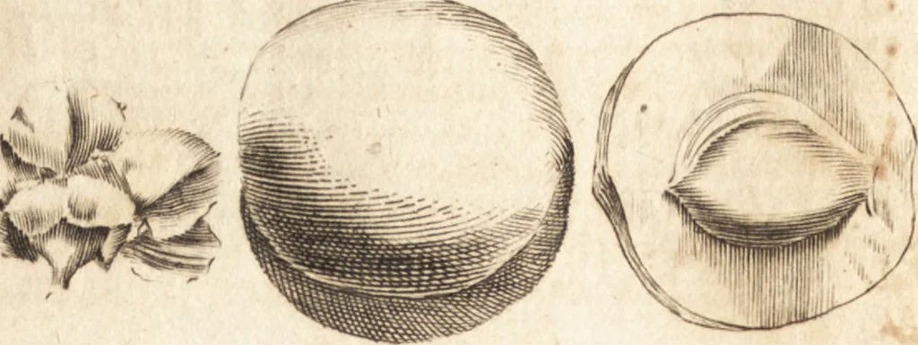 An illustration from A new and complete dictionary of arts and sciences : comprehending all the branches of useful knowledge, with accurate descriptions as well of the various machines, instruments, tools, figures, and schemes necessary for illustrating them, as of the classes, kinds, preparations, and uses of natural productions, whether animals, vegetables, minerals, fossils, or fluids : together with the kingdoms, provinces, cities, towns, and other remarkable places throughout the world : illustrated with above three hundred copper-plates, engraved by Mr. Jefferys, geographer to His Majesty : the whole extracted from the best authors in all languages, 1763, leaf 237