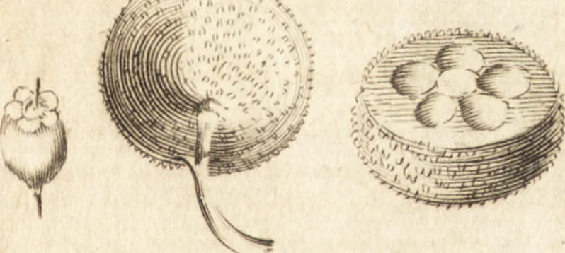 An illustration from A new and complete dictionary of arts and sciences : comprehending all the branches of useful knowledge, with accurate descriptions as well of the various machines, instruments, tools, figures, and schemes necessary for illustrating them, as of the classes, kinds, preparations, and uses of natural productions, whether animals, vegetables, minerals, fossils, or fluids : together with the kingdoms, provinces, cities, towns, and other remarkable places throughout the world : illustrated with above three hundred copper-plates, engraved by Mr. Jefferys, geographer to His Majesty : the whole extracted from the best authors in all languages, 1763, leaf 256