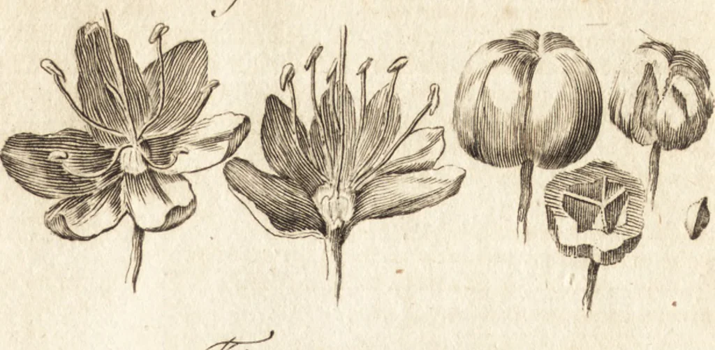 An illustration from A new and complete dictionary of arts and sciences : comprehending all the branches of useful knowledge, with accurate descriptions as well of the various machines, instruments, tools, figures, and schemes necessary for illustrating them, as of the classes, kinds, preparations, and uses of natural productions, whether animals, vegetables, minerals, fossils, or fluids : together with the kingdoms, provinces, cities, towns, and other remarkable places throughout the world : illustrated with above three hundred copper-plates, engraved by Mr. Jefferys, geographer to His Majesty : the whole extracted from the best authors in all languages, 1763, leaf 284
