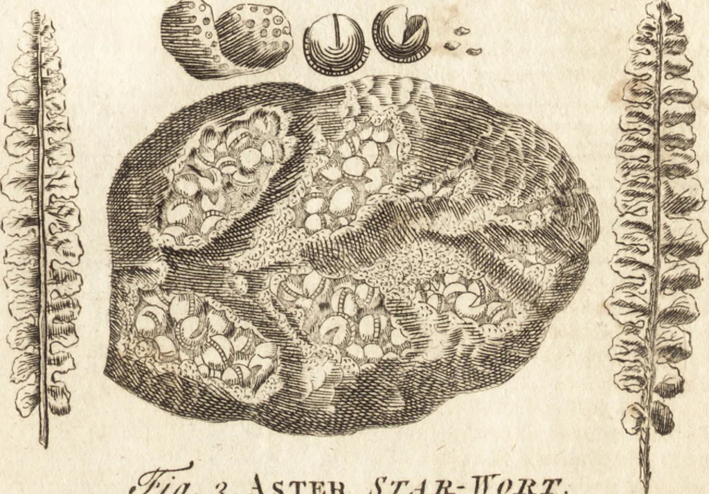 An illustration from A new and complete dictionary of arts and sciences : comprehending all the branches of useful knowledge, with accurate descriptions as well of the various machines, instruments, tools, figures, and schemes necessary for illustrating them, as of the classes, kinds, preparations, and uses of natural productions, whether animals, vegetables, minerals, fossils, or fluids : together with the kingdoms, provinces, cities, towns, and other remarkable places throughout the world : illustrated with above three hundred copper-plates, engraved by Mr. Jefferys, geographer to His Majesty : the whole extracted from the best authors in all languages, 1763, leaf 284