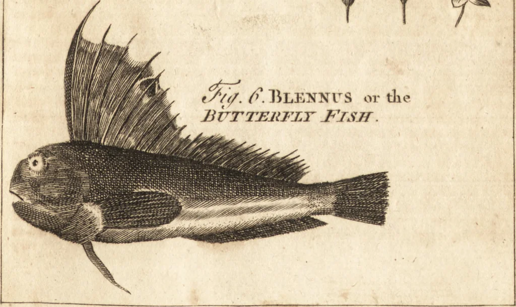 An illustration from A new and complete dictionary of arts and sciences : comprehending all the branches of useful knowledge, with accurate descriptions as well of the various machines, instruments, tools, figures, and schemes necessary for illustrating them, as of the classes, kinds, preparations, and uses of natural productions, whether animals, vegetables, minerals, fossils, or fluids : together with the kingdoms, provinces, cities, towns, and other remarkable places throughout the world : illustrated with above three hundred copper-plates, engraved by Mr. Jefferys, geographer to His Majesty : the whole extracted from the best authors in all languages, 1763, leaf 400