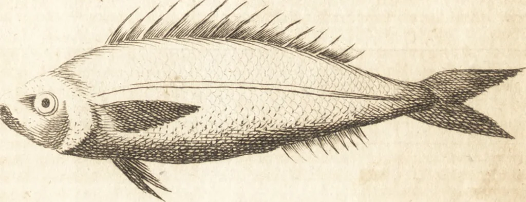 An illustration from A new and complete dictionary of arts and sciences : comprehending all the branches of useful knowledge, with accurate descriptions as well of the various machines, instruments, tools, figures, and schemes necessary for illustrating them, as of the classes, kinds, preparations, and uses of natural productions, whether animals, vegetables, minerals, fossils, or fluids : together with the kingdoms, provinces, cities, towns, and other remarkable places throughout the world : illustrated with above three hundred copper-plates, engraved by Mr. Jefferys, geographer to His Majesty : the whole extracted from the best authors in all languages, 1763, leaf 408