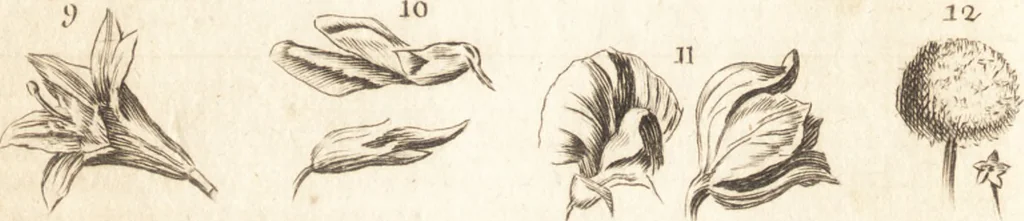 An illustration from A new and complete dictionary of arts and sciences : comprehending all the branches of useful knowledge, with accurate descriptions as well of the various machines, instruments, tools, figures, and schemes necessary for illustrating them, as of the classes, kinds, preparations, and uses of natural productions, whether animals, vegetables, minerals, fossils, or fluids : together with the kingdoms, provinces, cities, towns, and other remarkable places throughout the world : illustrated with above three hundred copper-plates, engraved by Mr. Jefferys, geographer to His Majesty : the whole extracted from the best authors in all languages, 1763, leaf 431