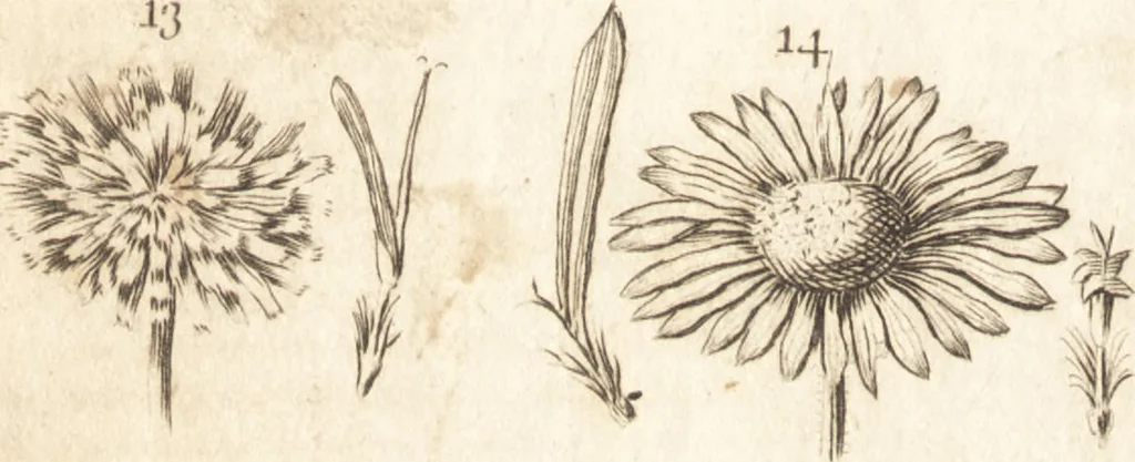 An illustration from A new and complete dictionary of arts and sciences : comprehending all the branches of useful knowledge, with accurate descriptions as well of the various machines, instruments, tools, figures, and schemes necessary for illustrating them, as of the classes, kinds, preparations, and uses of natural productions, whether animals, vegetables, minerals, fossils, or fluids : together with the kingdoms, provinces, cities, towns, and other remarkable places throughout the world : illustrated with above three hundred copper-plates, engraved by Mr. Jefferys, geographer to His Majesty : the whole extracted from the best authors in all languages, 1763, leaf 431