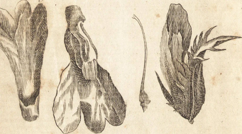 An illustration from A new and complete dictionary of arts and sciences : comprehending all the branches of useful knowledge, with accurate descriptions as well of the various machines, instruments, tools, figures, and schemes necessary for illustrating them, as of the classes, kinds, preparations, and uses of natural productions, whether animals, vegetables, minerals, fossils, or fluids : together with the kingdoms, provinces, cities, towns, and other remarkable places throughout the world : illustrated with above three hundred copper-plates, engraved by Mr. Jefferys, geographer to His Majesty : the whole extracted from the best authors in all languages, 1763, leaf 49