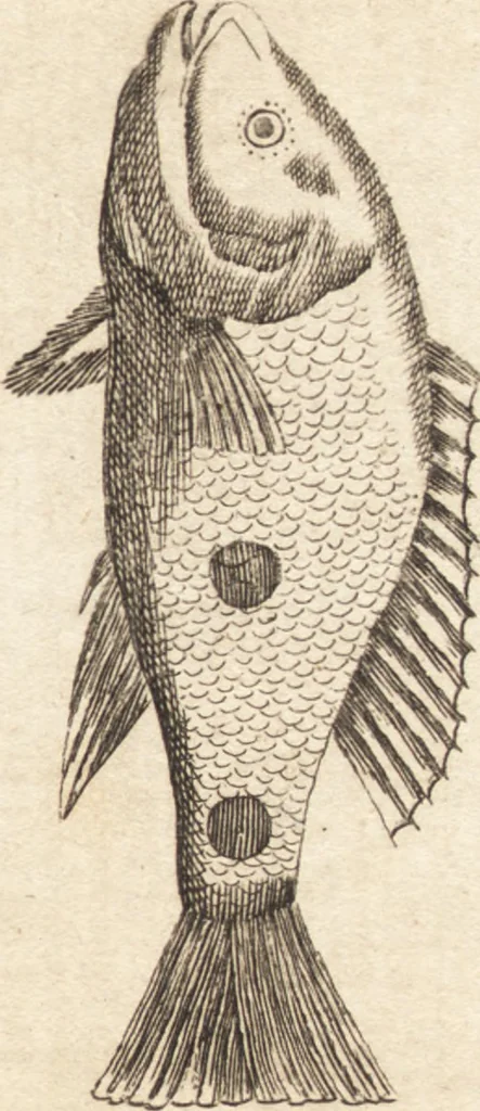 An illustration from A new and complete dictionary of arts and sciences : comprehending all the branches of useful knowledge, with accurate descriptions as well of the various machines, instruments, tools, figures, and schemes necessary for illustrating them, as of the classes, kinds, preparations, and uses of natural productions, whether animals, vegetables, minerals, fossils, or fluids : together with the kingdoms, provinces, cities, towns, and other remarkable places throughout the world : illustrated with above three hundred copper-plates, engraved by Mr. Jefferys, geographer to His Majesty : the whole extracted from the best authors in all languages, 1763, leaf 49