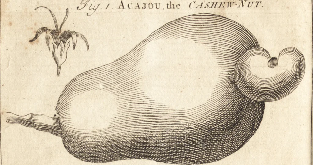 An illustration from A new and complete dictionary of arts and sciences : comprehending all the branches of useful knowledge, with accurate descriptions as well of the various machines, instruments, tools, figures, and schemes necessary for illustrating them, as of the classes, kinds, preparations, and uses of natural productions, whether animals, vegetables, minerals, fossils, or fluids : together with the kingdoms, provinces, cities, towns, and other remarkable places throughout the world : illustrated with above three hundred copper-plates, engraved by Mr. Jefferys, geographer to His Majesty : the whole extracted from the best authors in all languages, 1763, leaf 49