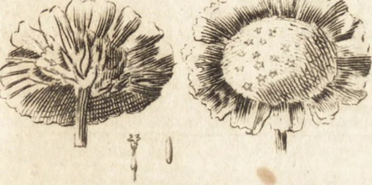 An illustration from A new and complete dictionary of arts and sciences : comprehending all the branches of useful knowledge, with accurate descriptions as well of the various machines, instruments, tools, figures, and schemes necessary for illustrating them, as of the classes, kinds, preparations, and uses of natural productions, whether animals, vegetables, minerals, fossils, or fluids : together with the kingdoms, provinces, cities, towns, and other remarkable places throughout the world : illustrated with above three hundred copper-plates, engraved by Mr. Jefferys, geographer to His Majesty : the whole extracted from the best authors in all languages, 1763, leaf 492