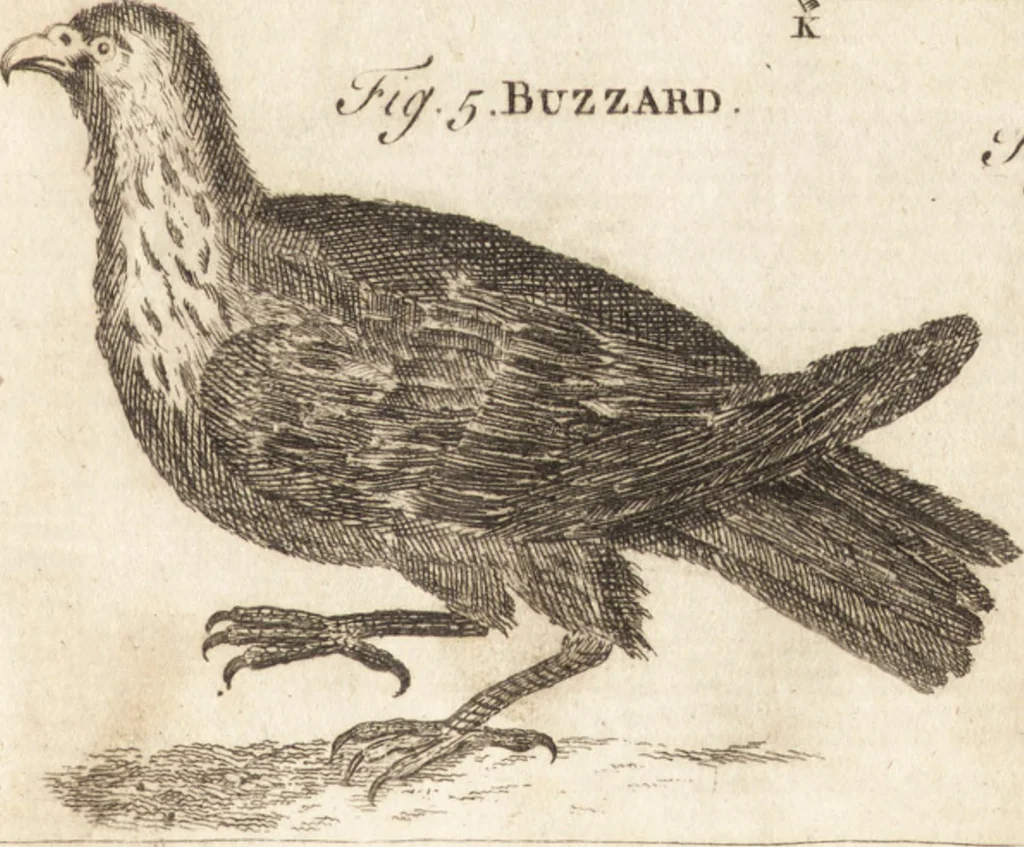 An illustration from A new and complete dictionary of arts and sciences : comprehending all the branches of useful knowledge, with accurate descriptions as well of the various machines, instruments, tools, figures, and schemes necessary for illustrating them, as of the classes, kinds, preparations, and uses of natural productions, whether animals, vegetables, minerals, fossils, or fluids : together with the kingdoms, provinces, cities, towns, and other remarkable places throughout the world : illustrated with above three hundred copper-plates, engraved by Mr. Jefferys, geographer to His Majesty : the whole extracted from the best authors in all languages, 1763, leaf 492