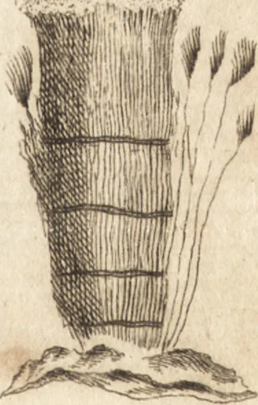 An illustration from A new and complete dictionary of arts and sciences : comprehending all the branches of useful knowledge, with accurate descriptions as well of the various machines, instruments, tools, figures, and schemes necessary for illustrating them, as of the classes, kinds, preparations, and uses of natural productions, whether animals, vegetables, minerals, fossils, or fluids : together with the kingdoms, provinces, cities, towns, and other remarkable places throughout the world : illustrated with above three hundred copper-plates, engraved by Mr. Jefferys, geographer to His Majesty : the whole extracted from the best authors in all languages, 1763, leaf 492