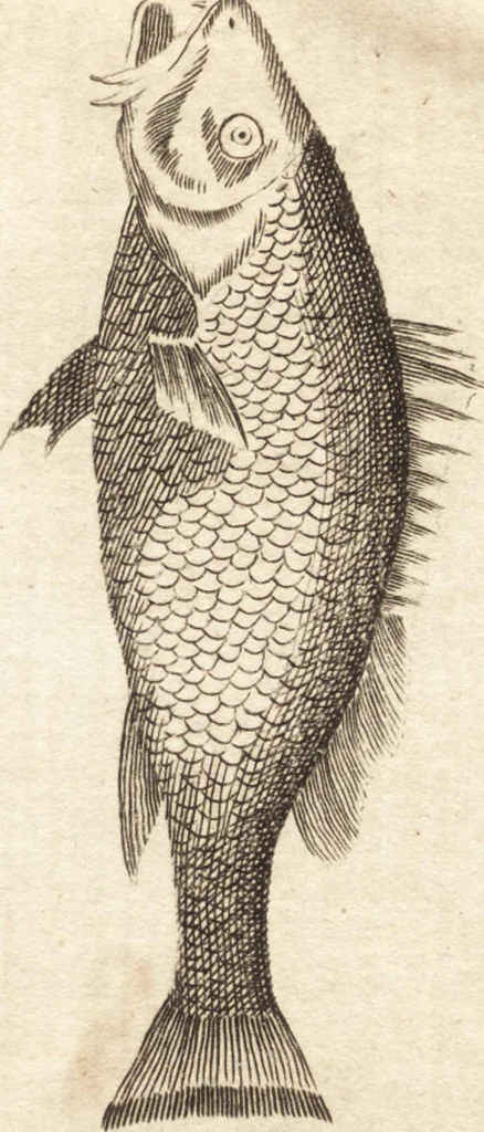 An illustration from A new and complete dictionary of arts and sciences : comprehending all the branches of useful knowledge, with accurate descriptions as well of the various machines, instruments, tools, figures, and schemes necessary for illustrating them, as of the classes, kinds, preparations, and uses of natural productions, whether animals, vegetables, minerals, fossils, or fluids : together with the kingdoms, provinces, cities, towns, and other remarkable places throughout the world : illustrated with above three hundred copper-plates, engraved by Mr. Jefferys, geographer to His Majesty : the whole extracted from the best authors in all languages, 1763, leaf 52