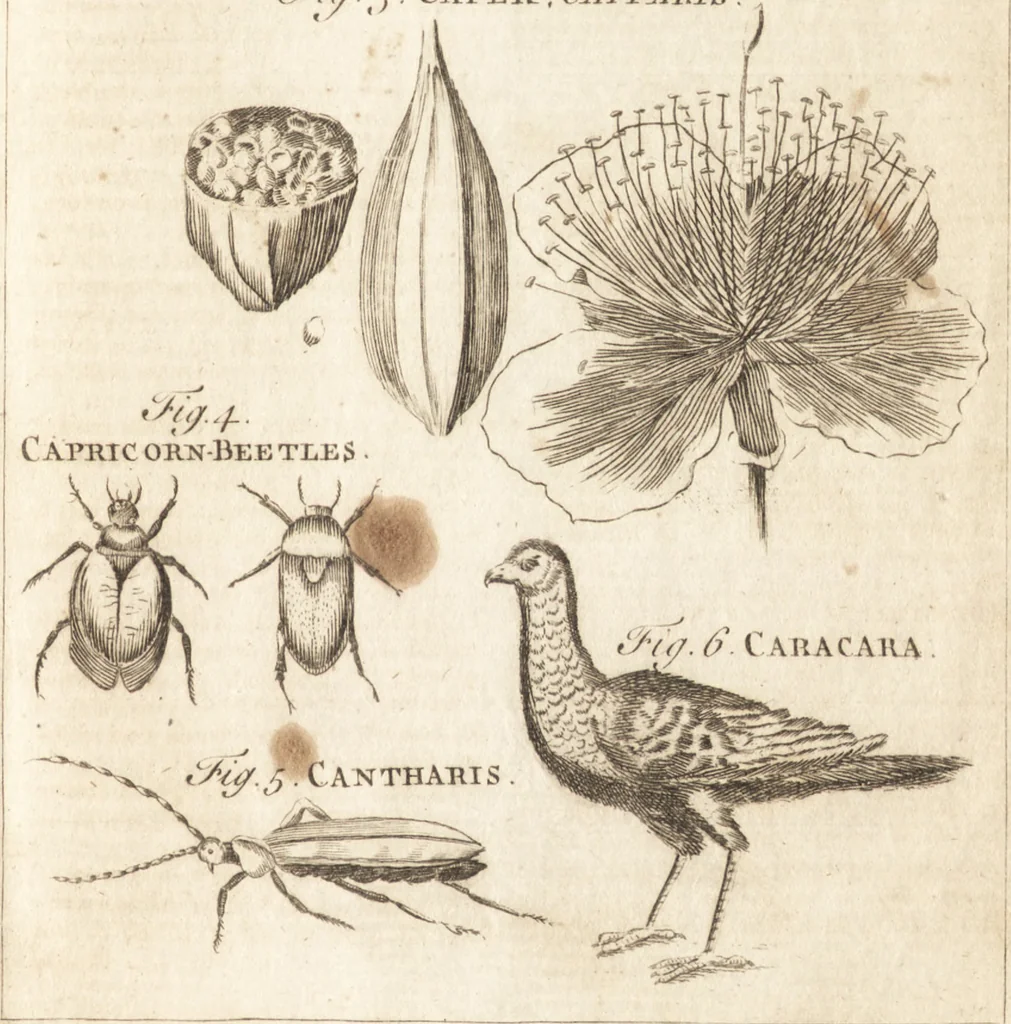 An illustration from A new and complete dictionary of arts and sciences : comprehending all the branches of useful knowledge, with accurate descriptions as well of the various machines, instruments, tools, figures, and schemes necessary for illustrating them, as of the classes, kinds, preparations, and uses of natural productions, whether animals, vegetables, minerals, fossils, or fluids : together with the kingdoms, provinces, cities, towns, and other remarkable places throughout the world : illustrated with above three hundred copper-plates, engraved by Mr. Jefferys, geographer to His Majesty : the whole extracted from the best authors in all languages, 1763, leaf 540