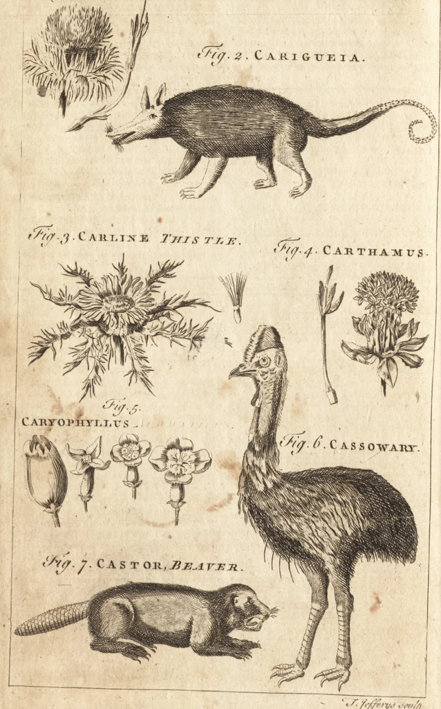 An illustration from A new and complete dictionary of arts and sciences : comprehending all the branches of useful knowledge, with accurate descriptions as well of the various machines, instruments, tools, figures, and schemes necessary for illustrating them, as of the classes, kinds, preparations, and uses of natural productions, whether animals, vegetables, minerals, fossils, or fluids : together with the kingdoms, provinces, cities, towns, and other remarkable places throughout the world : illustrated with above three hundred copper-plates, engraved by Mr. Jefferys, geographer to His Majesty : the whole extracted from the best authors in all languages, 1763, leaf 561