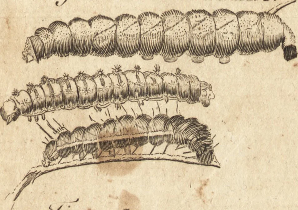 An illustration from A new and complete dictionary of arts and sciences : comprehending all the branches of useful knowledge, with accurate descriptions as well of the various machines, instruments, tools, figures, and schemes necessary for illustrating them, as of the classes, kinds, preparations, and uses of natural productions, whether animals, vegetables, minerals, fossils, or fluids : together with the kingdoms, provinces, cities, towns, and other remarkable places throughout the world : illustrated with above three hundred copper-plates, engraved by Mr. Jefferys, geographer to His Majesty : the whole extracted from the best authors in all languages, 1763, leaf 582