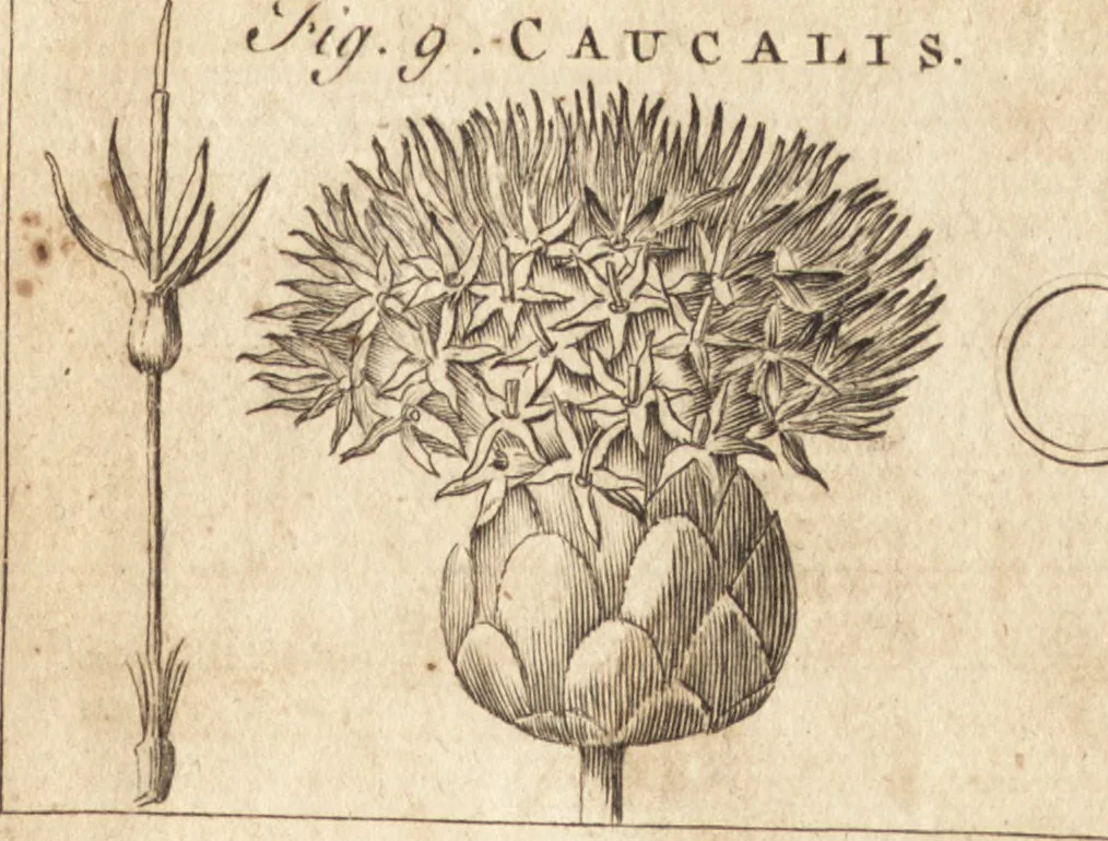 An illustration from A new and complete dictionary of arts and sciences : comprehending all the branches of useful knowledge, with accurate descriptions as well of the various machines, instruments, tools, figures, and schemes necessary for illustrating them, as of the classes, kinds, preparations, and uses of natural productions, whether animals, vegetables, minerals, fossils, or fluids : together with the kingdoms, provinces, cities, towns, and other remarkable places throughout the world : illustrated with above three hundred copper-plates, engraved by Mr. Jefferys, geographer to His Majesty : the whole extracted from the best authors in all languages, 1763, leaf 582