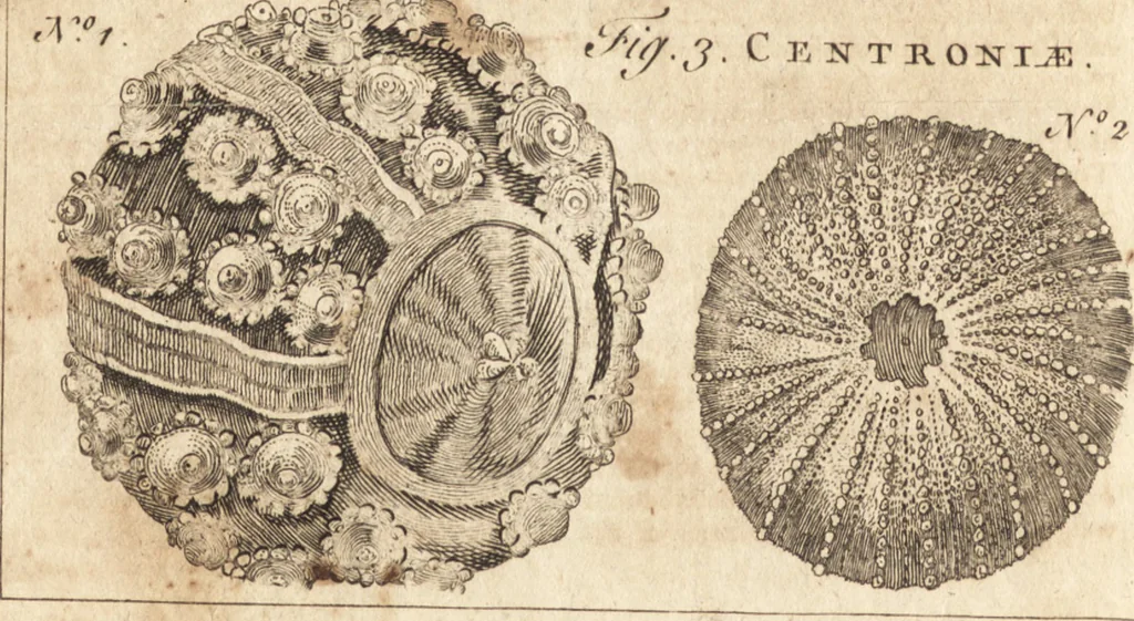 An illustration from A new and complete dictionary of arts and sciences : comprehending all the branches of useful knowledge, with accurate descriptions as well of the various machines, instruments, tools, figures, and schemes necessary for illustrating them, as of the classes, kinds, preparations, and uses of natural productions, whether animals, vegetables, minerals, fossils, or fluids : together with the kingdoms, provinces, cities, towns, and other remarkable places throughout the world : illustrated with above three hundred copper-plates, engraved by Mr. Jefferys, geographer to His Majesty : the whole extracted from the best authors in all languages, 1763, leaf 605