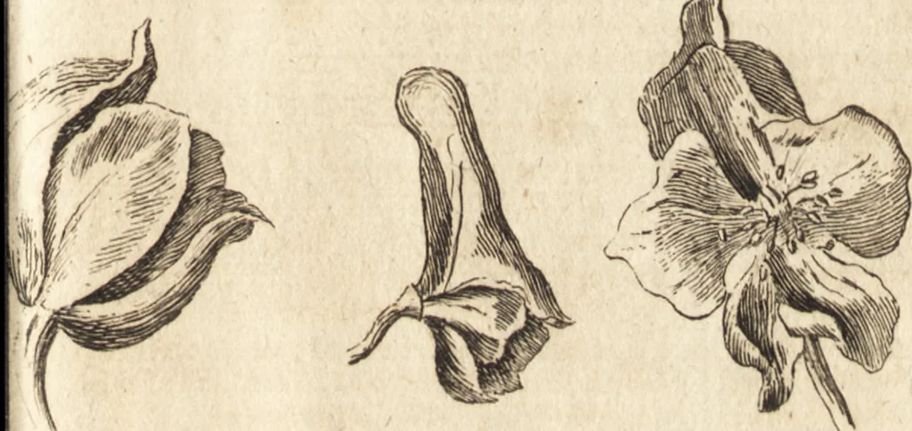 An illustration from A new and complete dictionary of arts and sciences : comprehending all the branches of useful knowledge, with accurate descriptions as well of the various machines, instruments, tools, figures, and schemes necessary for illustrating them, as of the classes, kinds, preparations, and uses of natural productions, whether animals, vegetables, minerals, fossils, or fluids : together with the kingdoms, provinces, cities, towns, and other remarkable places throughout the world : illustrated with above three hundred copper-plates, engraved by Mr. Jefferys, geographer to His Majesty : the whole extracted from the best authors in all languages, 1763, leaf 66
