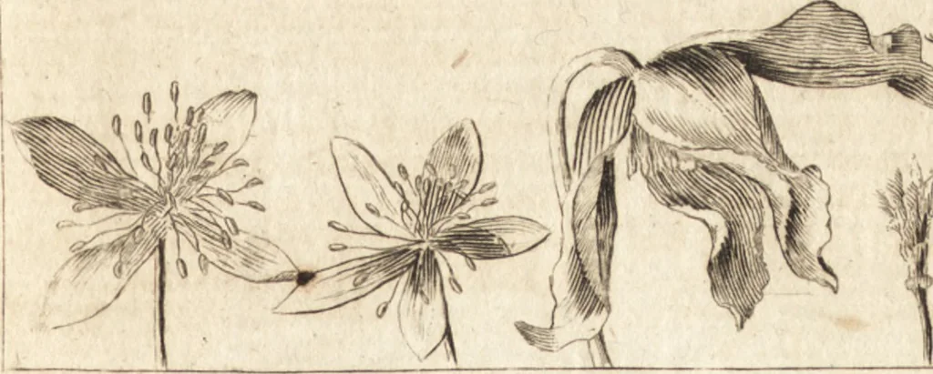 An illustration from A new and complete dictionary of arts and sciences : comprehending all the branches of useful knowledge, with accurate descriptions as well of the various machines, instruments, tools, figures, and schemes necessary for illustrating them, as of the classes, kinds, preparations, and uses of natural productions, whether animals, vegetables, minerals, fossils, or fluids : together with the kingdoms, provinces, cities, towns, and other remarkable places throughout the world : illustrated with above three hundred copper-plates, engraved by Mr. Jefferys, geographer to His Majesty : the whole extracted from the best authors in all languages, 1763, leaf 704