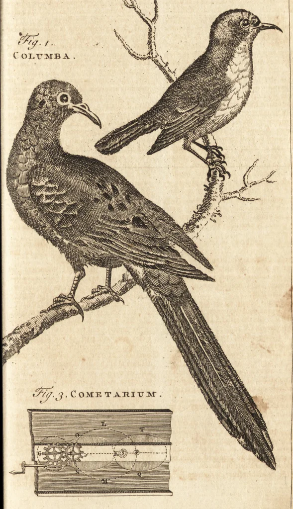 An illustration from A new and complete dictionary of arts and sciences : comprehending all the branches of useful knowledge, with accurate descriptions as well of the various machines, instruments, tools, figures, and schemes necessary for illustrating them, as of the classes, kinds, preparations, and uses of natural productions, whether animals, vegetables, minerals, fossils, or fluids : together with the kingdoms, provinces, cities, towns, and other remarkable places throughout the world : illustrated with above three hundred copper-plates, engraved by Mr. Jefferys, geographer to His Majesty : the whole extracted from the best authors in all languages, 1763, leaf 776