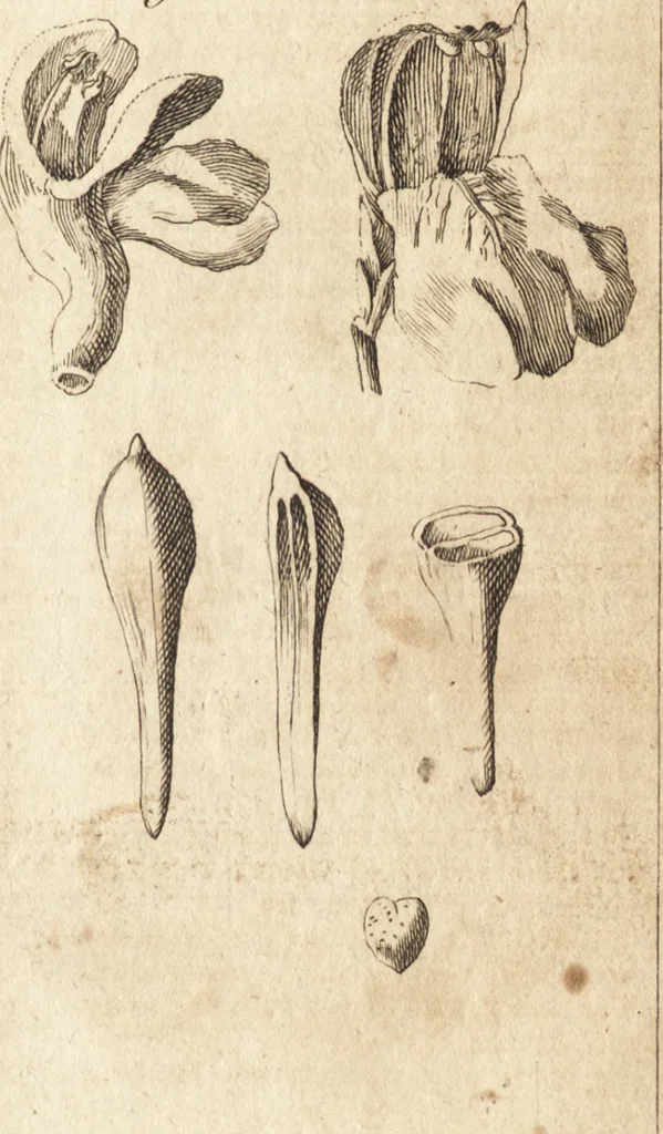An illustration from A new and complete dictionary of arts and sciences : comprehending all the branches of useful knowledge, with accurate descriptions as well of the various machines, instruments, tools, figures, and schemes necessary for illustrating them, as of the classes, kinds, preparations, and uses of natural productions, whether animals, vegetables, minerals, fossils, or fluids : together with the kingdoms, provinces, cities, towns, and other remarkable places throughout the world : illustrated with above three hundred copper-plates, engraved by Mr. Jefferys, geographer to His Majesty : the whole extracted from the best authors in all languages, 1763, leaf 82
