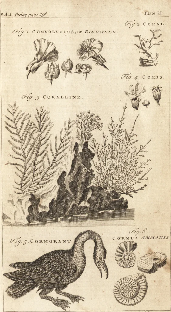 An illustration from A new and complete dictionary of arts and sciences : comprehending all the branches of useful knowledge, with accurate descriptions as well of the various machines, instruments, tools, figures, and schemes necessary for illustrating them, as of the classes, kinds, preparations, and uses of natural productions, whether animals, vegetables, minerals, fossils, or fluids : together with the kingdoms, provinces, cities, towns, and other remarkable places throughout the world : illustrated with above three hundred copper-plates, engraved by Mr. Jefferys, geographer to His Majesty : the whole extracted from the best authors in all languages, 1763, leaf 868