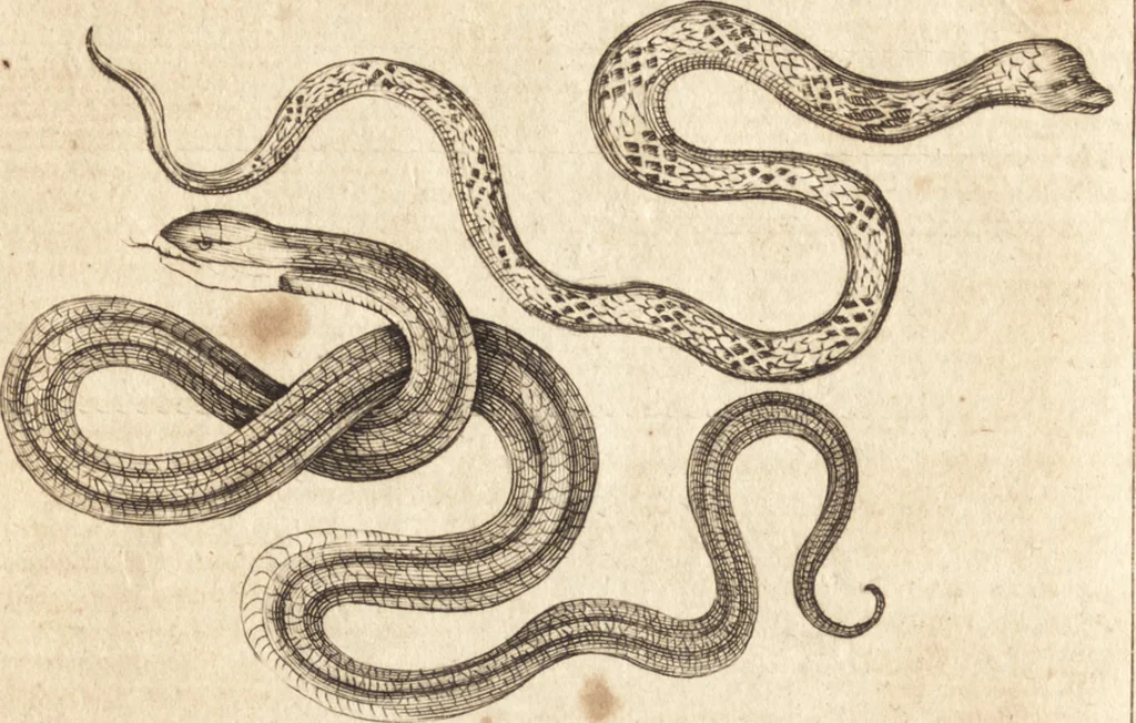 An illustration from A new and complete dictionary of arts and sciences : comprehending all the branches of useful knowledge, with accurate descriptions as well of the various machines, instruments, tools, figures, and schemes necessary for illustrating them, as of the classes, kinds, preparations, and uses of natural productions, whether animals, vegetables, minerals, fossils, or fluids : together with the kingdoms, provinces, cities, towns, and other remarkable places throughout the world : illustrated with above three hundred copper-plates, engraved by Mr. Jefferys, geographer to His Majesty : the whole extracted from the best authors in all languages, 1763, leaf 881