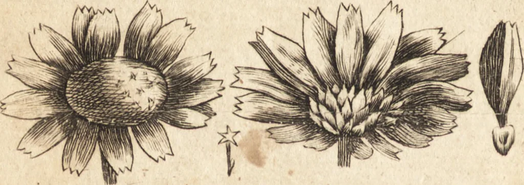 An illustration from A new and complete dictionary of arts and sciences : comprehending all the branches of useful knowledge, with accurate descriptions as well of the various machines, instruments, tools, figures, and schemes necessary for illustrating them, as of the classes, kinds, preparations, and uses of natural productions, whether animals, vegetables, minerals, fossils, or fluids : together with the kingdoms, provinces, cities, towns, and other remarkable places throughout the world : illustrated with above three hundred copper-plates, engraved by Mr. Jefferys, geographer to His Majesty : the whole extracted from the best authors in all languages, 1763, leaf 881