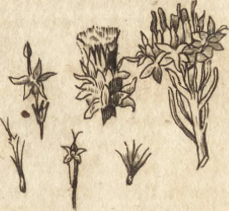 An illustration from A new and complete dictionary of arts and sciences : comprehending all the branches of useful knowledge, with accurate descriptions as well of the various machines, instruments, tools, figures, and schemes necessary for illustrating them, as of the classes, kinds, preparations, and uses of natural productions, whether animals, vegetables, minerals, fossils, or fluids : together with the kingdoms, provinces, cities, towns, and other remarkable places throughout the world : illustrated with above three hundred copper-plates, engraved by Mr. Jefferys, geographer to His Majesty : the whole extracted from the best authors in all languages, 1763, leaf 890