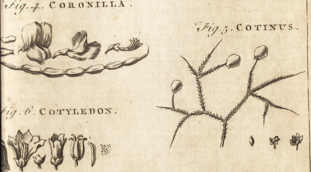 An illustration from A new and complete dictionary of arts and sciences : comprehending all the branches of useful knowledge, with accurate descriptions as well of the various machines, instruments, tools, figures, and schemes necessary for illustrating them, as of the classes, kinds, preparations, and uses of natural productions, whether animals, vegetables, minerals, fossils, or fluids : together with the kingdoms, provinces, cities, towns, and other remarkable places throughout the world : illustrated with above three hundred copper-plates, engraved by Mr. Jefferys, geographer to His Majesty : the whole extracted from the best authors in all languages, 1763, leaf 890