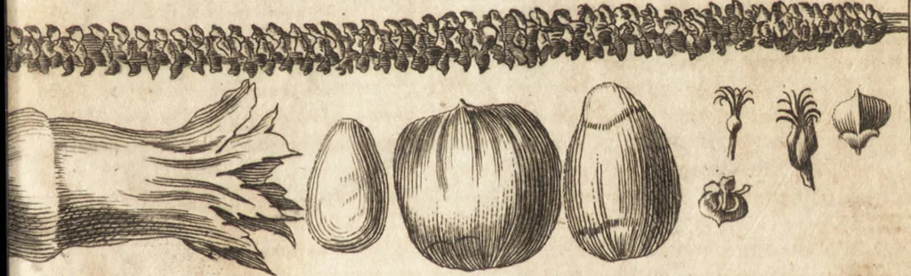 An illustration from A new and complete dictionary of arts and sciences : comprehending all the branches of useful knowledge, with accurate descriptions as well of the various machines, instruments, tools, figures, and schemes necessary for illustrating them, as of the classes, kinds, preparations, and uses of natural productions, whether animals, vegetables, minerals, fossils, or fluids : together with the kingdoms, provinces, cities, towns, and other remarkable places throughout the world : illustrated with above three hundred copper-plates, engraved by Mr. Jefferys, geographer to His Majesty : the whole extracted from the best authors in all languages, 1763, leaf 890