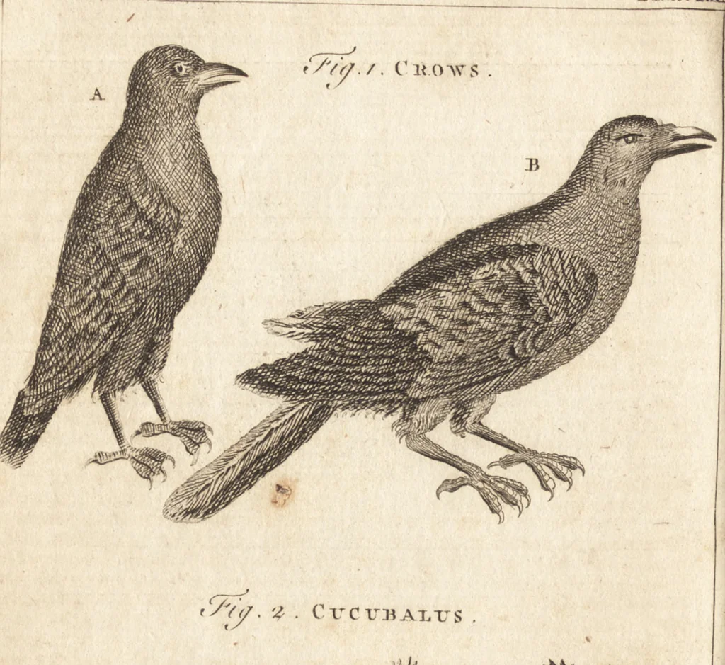 An illustration from A new and complete dictionary of arts and sciences : comprehending all the branches of useful knowledge, with accurate descriptions as well of the various machines, instruments, tools, figures, and schemes necessary for illustrating them, as of the classes, kinds, preparations, and uses of natural productions, whether animals, vegetables, minerals, fossils, or fluids : together with the kingdoms, provinces, cities, towns, and other remarkable places throughout the world : illustrated with above three hundred copper-plates, engraved by Mr. Jefferys, geographer to His Majesty : the whole extracted from the best authors in all languages, 1763, leaf 951