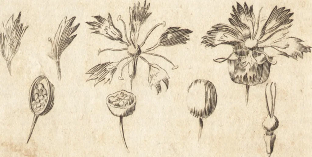An illustration from A new and complete dictionary of arts and sciences : comprehending all the branches of useful knowledge, with accurate descriptions as well of the various machines, instruments, tools, figures, and schemes necessary for illustrating them, as of the classes, kinds, preparations, and uses of natural productions, whether animals, vegetables, minerals, fossils, or fluids : together with the kingdoms, provinces, cities, towns, and other remarkable places throughout the world : illustrated with above three hundred copper-plates, engraved by Mr. Jefferys, geographer to His Majesty : the whole extracted from the best authors in all languages, 1763, leaf 951
