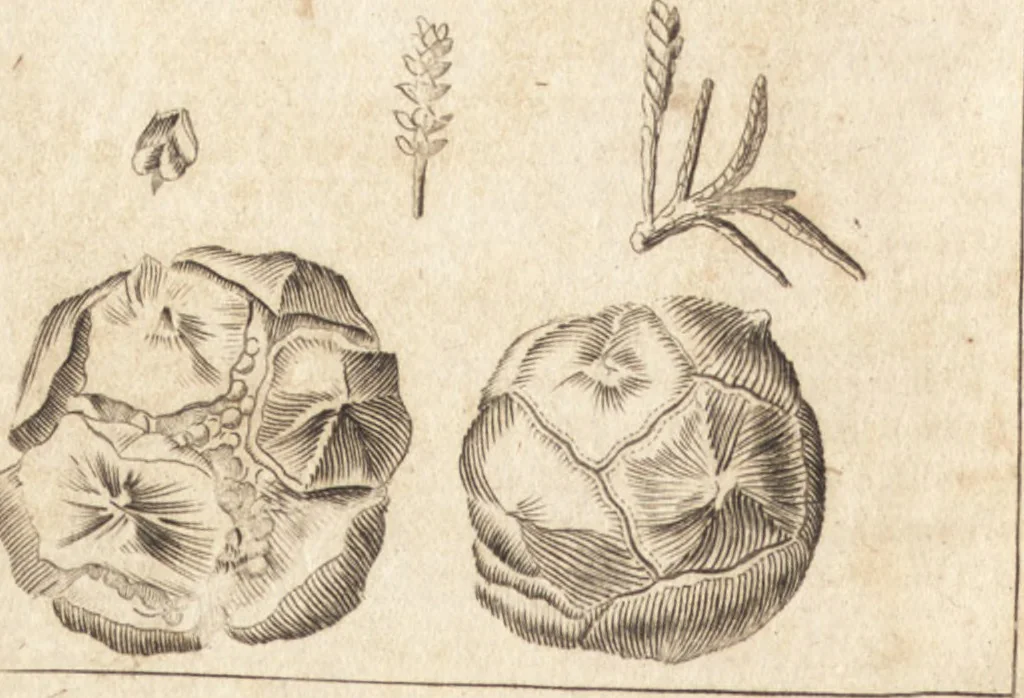 An illustration from A new and complete dictionary of arts and sciences : comprehending all the branches of useful knowledge, with accurate descriptions as well of the various machines, instruments, tools, figures, and schemes necessary for illustrating them, as of the classes, kinds, preparations, and uses of natural productions, whether animals, vegetables, minerals, fossils, or fluids : together with the kingdoms, provinces, cities, towns, and other remarkable places throughout the world : illustrated with above three hundred copper-plates, engraved by Mr. Jefferys, geographer to His Majesty : the whole extracted from the best authors in all languages, 1763, leaf 951