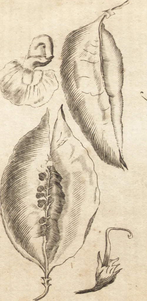 An illustration from A new and complete dictionary of arts and sciences : comprehending all the branches of useful knowledge, with accurate descriptions as well of the various machines, instruments, tools, figures, and schemes necessary for illustrating them, as of the classes, kinds, preparations, and uses of natural productions, whether animals, vegetables, minerals, fossils, or fluids : together with the kingdoms, provinces, cities, towns, and other remarkable places throughout the world : illustrated with above three hundred copper-plates, engraved by Mr. Jefferys, geographer to His Majesty : the whole extracted from the best authors in all languages, 1763, leaf 970
