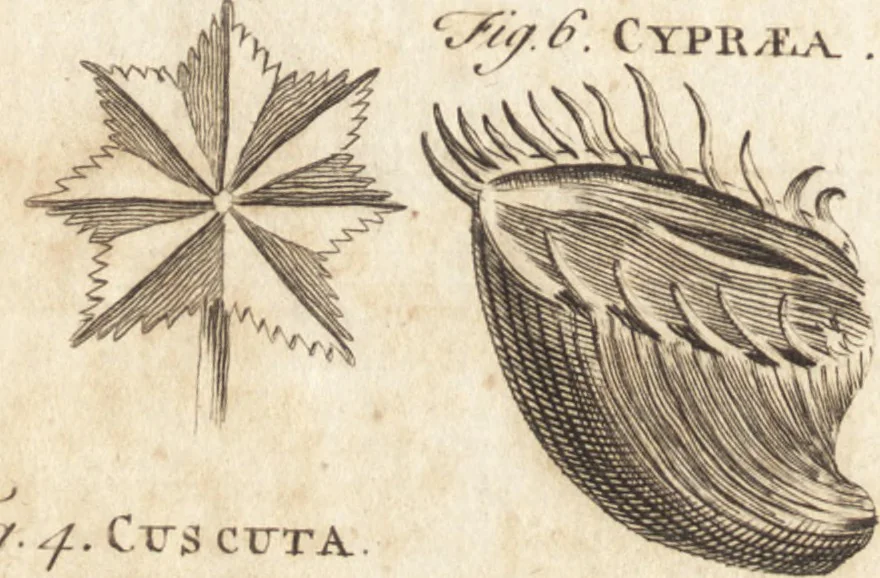 An illustration from A new and complete dictionary of arts and sciences : comprehending all the branches of useful knowledge, with accurate descriptions as well of the various machines, instruments, tools, figures, and schemes necessary for illustrating them, as of the classes, kinds, preparations, and uses of natural productions, whether animals, vegetables, minerals, fossils, or fluids : together with the kingdoms, provinces, cities, towns, and other remarkable places throughout the world : illustrated with above three hundred copper-plates, engraved by Mr. Jefferys, geographer to His Majesty : the whole extracted from the best authors in all languages, 1763, leaf 973