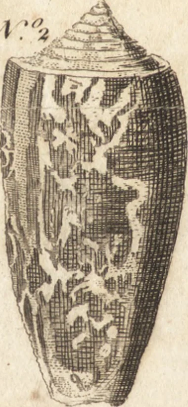 An illustration from A new and complete dictionary of arts and sciences : comprehending all the branches of useful knowledge, with accurate descriptions as well of the various machines, instruments, tools, figures, and schemes necessary for illustrating them, as of the classes, kinds, preparations, and uses of natural productions, whether animals, vegetables, minerals, fossils, or fluids : together with the kingdoms, provinces, cities, towns, and other remarkable places throughout the world : illustrated with above three hundred copper-plates, engraved by Mr. Jefferys, geographer to His Majesty : the whole extracted from the best authors in all languages, 1763, leaf 973