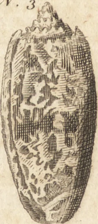 An illustration from A new and complete dictionary of arts and sciences : comprehending all the branches of useful knowledge, with accurate descriptions as well of the various machines, instruments, tools, figures, and schemes necessary for illustrating them, as of the classes, kinds, preparations, and uses of natural productions, whether animals, vegetables, minerals, fossils, or fluids : together with the kingdoms, provinces, cities, towns, and other remarkable places throughout the world : illustrated with above three hundred copper-plates, engraved by Mr. Jefferys, geographer to His Majesty : the whole extracted from the best authors in all languages, 1763, leaf 973