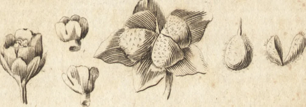 An illustration from A new and complete dictionary of arts and sciences : comprehending all the branches of useful knowledge, with accurate descriptions as well of the various machines, instruments, tools, figures, and schemes necessary for illustrating them, as of the classes, kinds, preparations, and uses of natural productions, whether animals, vegetables, minerals, fossils, or fluids : together with the kingdoms, provinces, cities, towns, and other remarkable places throughout the world : illustrated with above three hundred copper-plates, engraved by Mr. Jefferys, geographer to His Majesty : the whole extracted from the best authors in all languages, 1763, leaf 976