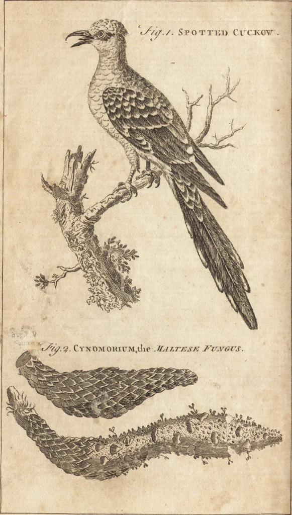 An illustration from A new and complete dictionary of arts and sciences : comprehending all the branches of useful knowledge, with accurate descriptions as well of the various machines, instruments, tools, figures, and schemes necessary for illustrating them, as of the classes, kinds, preparations, and uses of natural productions, whether animals, vegetables, minerals, fossils, or fluids : together with the kingdoms, provinces, cities, towns, and other remarkable places throughout the world : illustrated with above three hundred copper-plates, engraved by Mr. Jefferys, geographer to His Majesty : the whole extracted from the best authors in all languages, 1763, leaf 979