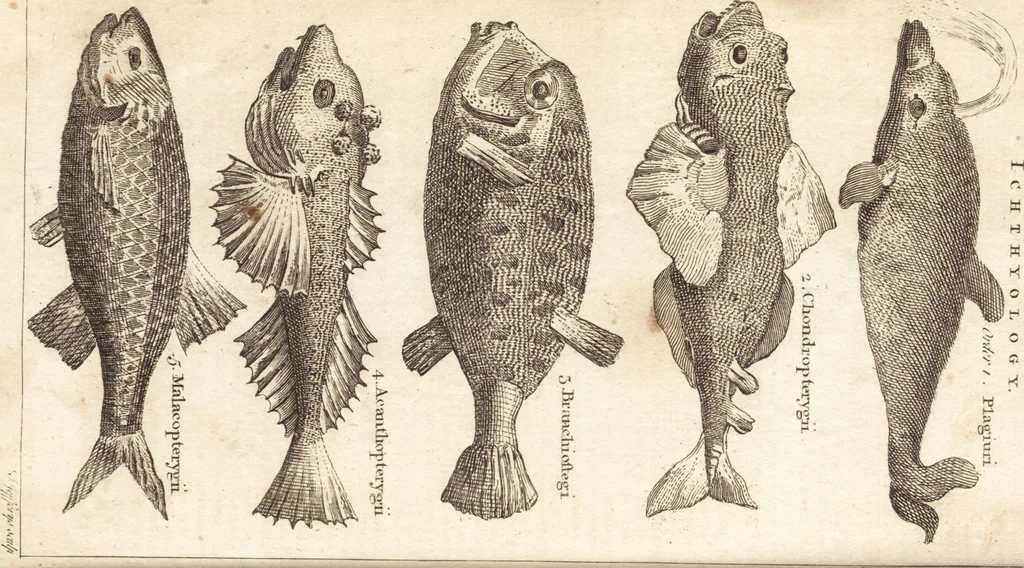 An illustration from A new and complete dictionary of arts and sciences : comprehending all the branches of useful knowledge, with accurate descriptions as well of the various machines, instruments, tools, figures, and schemes necessary for illustrating them, as of the classes, kinds, preparations, and uses of natural productions, whether animals, vegetables, minerals, fossils, or fluids : together with the kingdoms, provinces, cities, towns, and other remarkable places throughout the world : illustrated with above three hundred copper-plates, engraved by Mr. Jefferys, geographer to His Majesty : the whole extracted from the best authors in all languages, 1763, leaf 1033