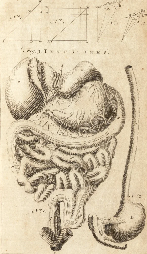 An illustration from A new and complete dictionary of arts and sciences : comprehending all the branches of useful knowledge, with accurate descriptions as well of the various machines, instruments, tools, figures, and schemes necessary for illustrating them, as of the classes, kinds, preparations, and uses of natural productions, whether animals, vegetables, minerals, fossils, or fluids : together with the kingdoms, provinces, cities, towns, and other remarkable places throughout the world : illustrated with above three hundred copper-plates, engraved by Mr. Jefferys, geographer to His Majesty : the whole extracted from the best authors in all languages, 1763, leaf 1086