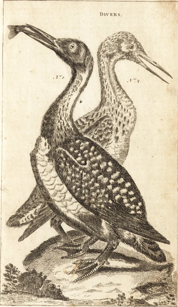 An illustration from A new and complete dictionary of arts and sciences : comprehending all the branches of useful knowledge, with accurate descriptions as well of the various machines, instruments, tools, figures, and schemes necessary for illustrating them, as of the classes, kinds, preparations, and uses of natural productions, whether animals, vegetables, minerals, fossils, or fluids : together with the kingdoms, provinces, cities, towns, and other remarkable places throughout the world : illustrated with above three hundred copper-plates, engraved by Mr. Jefferys, geographer to His Majesty : the whole extracted from the best authors in all languages, 1763, leaf 138