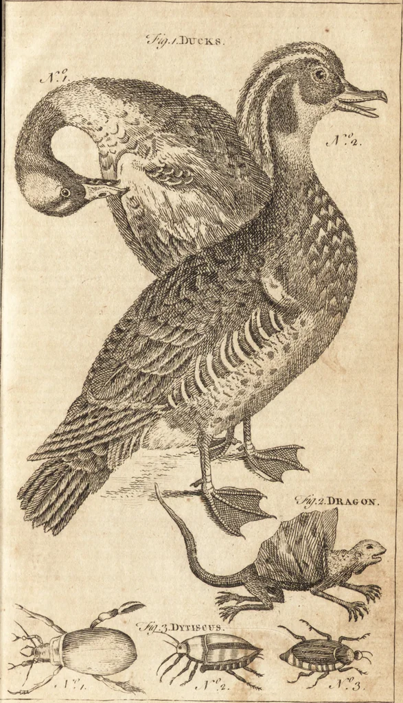 An illustration from A new and complete dictionary of arts and sciences : comprehending all the branches of useful knowledge, with accurate descriptions as well of the various machines, instruments, tools, figures, and schemes necessary for illustrating them, as of the classes, kinds, preparations, and uses of natural productions, whether animals, vegetables, minerals, fossils, or fluids : together with the kingdoms, provinces, cities, towns, and other remarkable places throughout the world : illustrated with above three hundred copper-plates, engraved by Mr. Jefferys, geographer to His Majesty : the whole extracted from the best authors in all languages, 1763, leaf 188