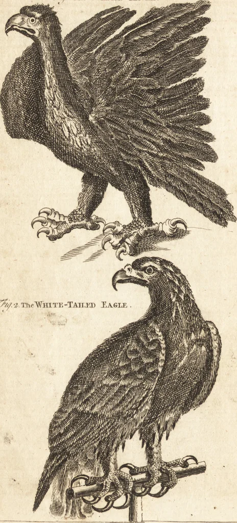 An illustration from A new and complete dictionary of arts and sciences : comprehending all the branches of useful knowledge, with accurate descriptions as well of the various machines, instruments, tools, figures, and schemes necessary for illustrating them, as of the classes, kinds, preparations, and uses of natural productions, whether animals, vegetables, minerals, fossils, or fluids : together with the kingdoms, provinces, cities, towns, and other remarkable places throughout the world : illustrated with above three hundred copper-plates, engraved by Mr. Jefferys, geographer to His Majesty : the whole extracted from the best authors in all languages, 1763, leaf 205