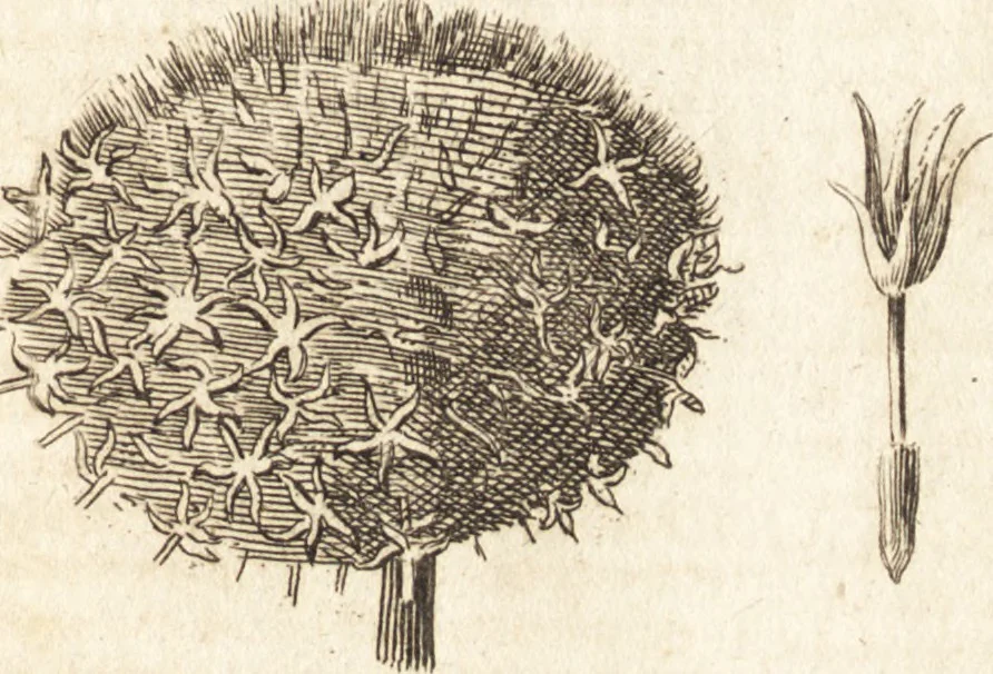 An illustration from A new and complete dictionary of arts and sciences : comprehending all the branches of useful knowledge, with accurate descriptions as well of the various machines, instruments, tools, figures, and schemes necessary for illustrating them, as of the classes, kinds, preparations, and uses of natural productions, whether animals, vegetables, minerals, fossils, or fluids : together with the kingdoms, provinces, cities, towns, and other remarkable places throughout the world : illustrated with above three hundred copper-plates, engraved by Mr. Jefferys, geographer to His Majesty : the whole extracted from the best authors in all languages, 1763, leaf 214
