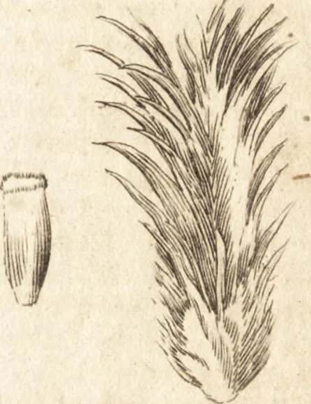 An illustration from A new and complete dictionary of arts and sciences : comprehending all the branches of useful knowledge, with accurate descriptions as well of the various machines, instruments, tools, figures, and schemes necessary for illustrating them, as of the classes, kinds, preparations, and uses of natural productions, whether animals, vegetables, minerals, fossils, or fluids : together with the kingdoms, provinces, cities, towns, and other remarkable places throughout the world : illustrated with above three hundred copper-plates, engraved by Mr. Jefferys, geographer to His Majesty : the whole extracted from the best authors in all languages, 1763, leaf 214