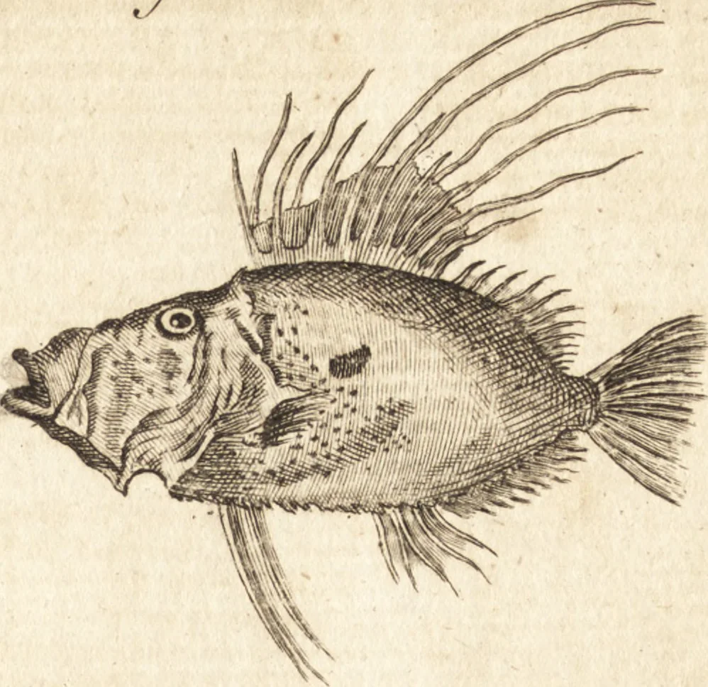 An illustration from A new and complete dictionary of arts and sciences : comprehending all the branches of useful knowledge, with accurate descriptions as well of the various machines, instruments, tools, figures, and schemes necessary for illustrating them, as of the classes, kinds, preparations, and uses of natural productions, whether animals, vegetables, minerals, fossils, or fluids : together with the kingdoms, provinces, cities, towns, and other remarkable places throughout the world : illustrated with above three hundred copper-plates, engraved by Mr. Jefferys, geographer to His Majesty : the whole extracted from the best authors in all languages, 1763, leaf 414