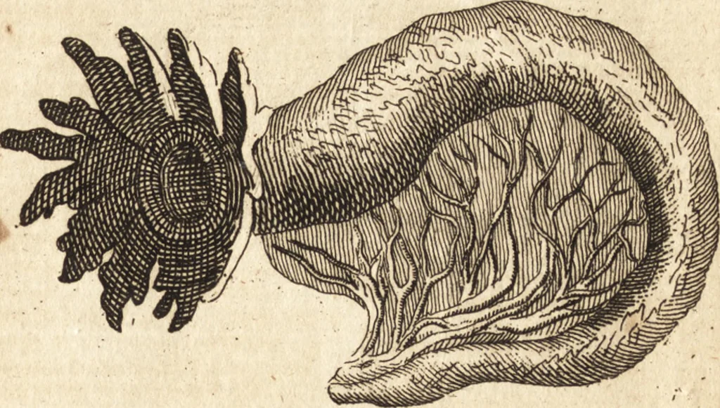 An illustration from A new and complete dictionary of arts and sciences : comprehending all the branches of useful knowledge, with accurate descriptions as well of the various machines, instruments, tools, figures, and schemes necessary for illustrating them, as of the classes, kinds, preparations, and uses of natural productions, whether animals, vegetables, minerals, fossils, or fluids : together with the kingdoms, provinces, cities, towns, and other remarkable places throughout the world : illustrated with above three hundred copper-plates, engraved by Mr. Jefferys, geographer to His Majesty : the whole extracted from the best authors in all languages, 1763, leaf 430