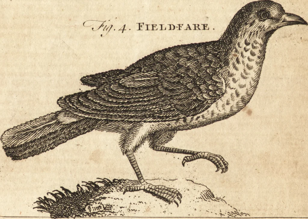An illustration from A new and complete dictionary of arts and sciences : comprehending all the branches of useful knowledge, with accurate descriptions as well of the various machines, instruments, tools, figures, and schemes necessary for illustrating them, as of the classes, kinds, preparations, and uses of natural productions, whether animals, vegetables, minerals, fossils, or fluids : together with the kingdoms, provinces, cities, towns, and other remarkable places throughout the world : illustrated with above three hundred copper-plates, engraved by Mr. Jefferys, geographer to His Majesty : the whole extracted from the best authors in all languages, 1763, leaf 430